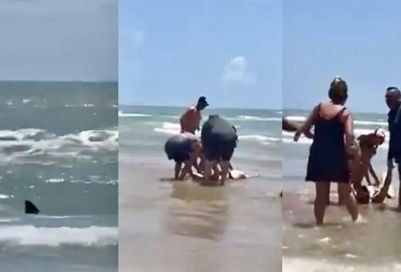 Ataque de tiburón en Isla del Padre deja dos personas heridas en pleno festejo del 4 de julio | VIDEO Ataque de tiburón en Isla del Padre deja dos personas heridas en pleno festejo del 4 de julio | VIDEO