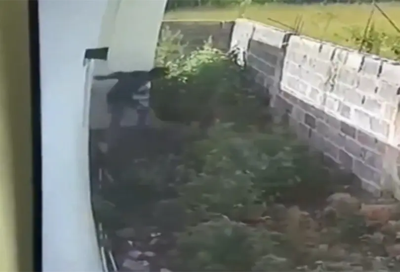 Pitbulls atacan ferozmente a ladrón que intentaba robar la casa de sus dueños Pitbulls atacan ferozmente a ladrón que intentaba robar la casa de sus dueños
