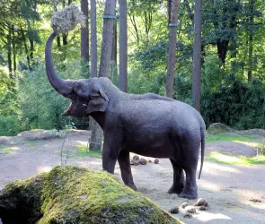 Mujer muere al ser golpeada por la trompa de un elefante en santuario