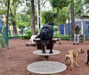 Alertan por falsas campañas de vacunación en Benito Juárez