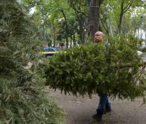 Alcald&iacute;a Benito Ju&aacute;rez recolecta 600 &aacute;rboles de Navidad en campa&ntilde;a