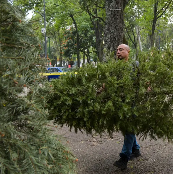 Alcaldía Benito Juárez recolecta 600 árboles de Navidad en campaña