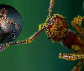 Cordyceps, el hongo parásito que convierte a los insectos en zombis