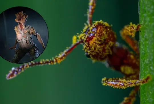 El Cordyceps controla a su merced a diferentes insectos, principalmente a las hormigas