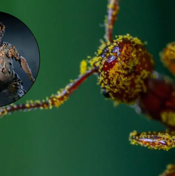 Cordyceps, el hongo parásito que convierte a los insectos en zombis