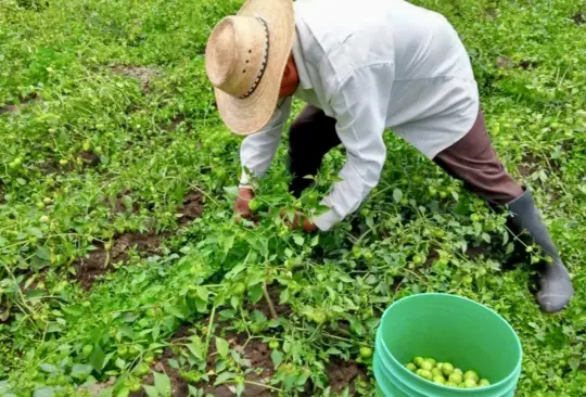 Tomates mexicanos alimentan a los estadounidenses