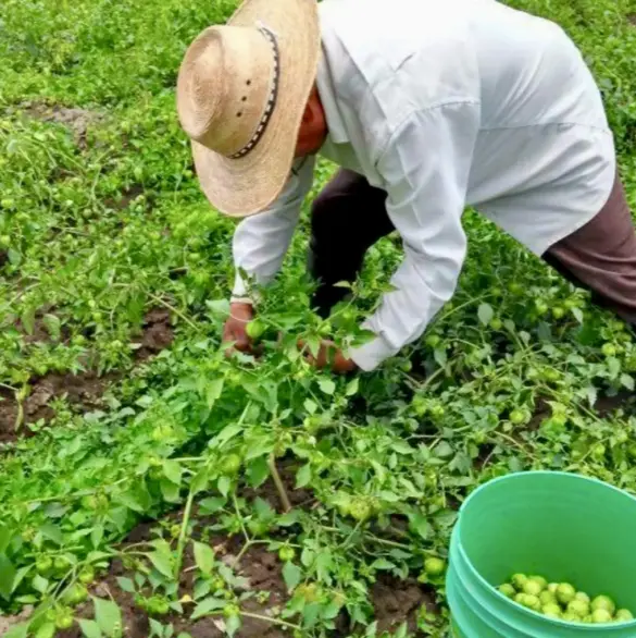 Nos va a perjudicar mucho: Así afectarán los aranceles de Trump a los tomates y limones