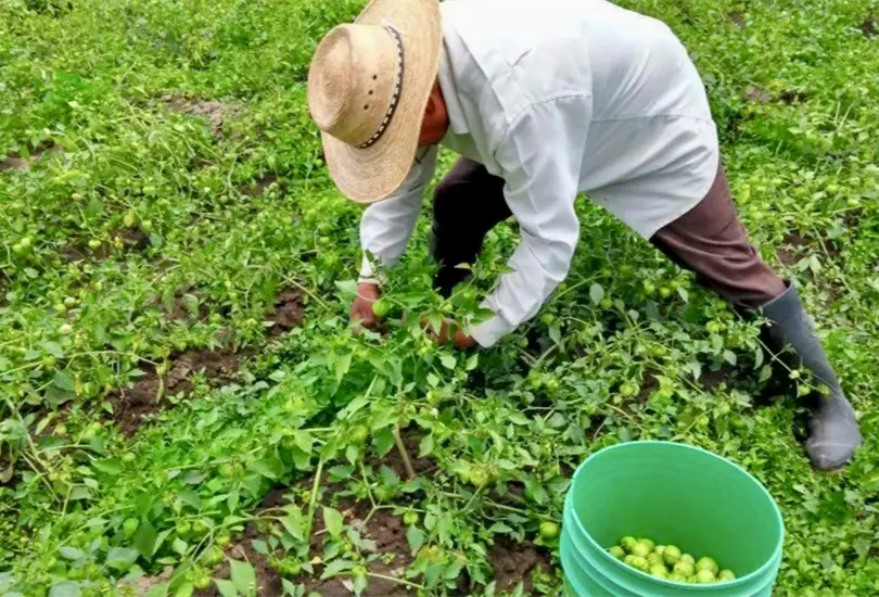 Tomates mexicanos alimentan a los estadounidenses Tomates mexicanos alimentan a los estadounidenses