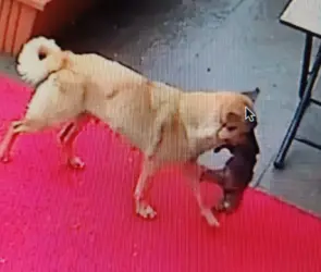 Una perra callejera se volvi&oacute; viral por tratar de salvar a su cachorro