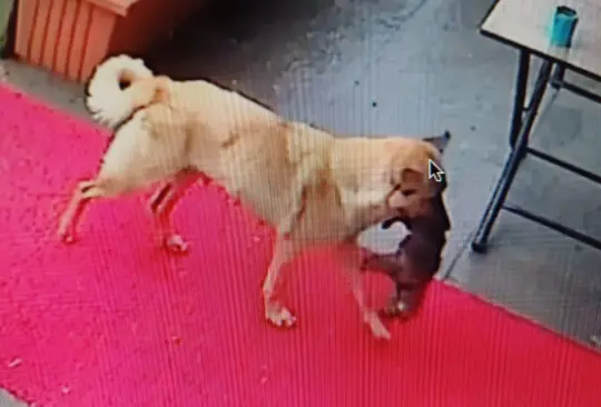 La perrita llevó a su cachorro para buscar su salvación