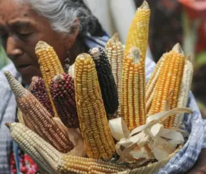 Sheinbaum envía iniciativa contra maíz transgénico