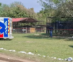 León mata a empleado de zoológico en Tamaulipas; el animal fue sacrificado