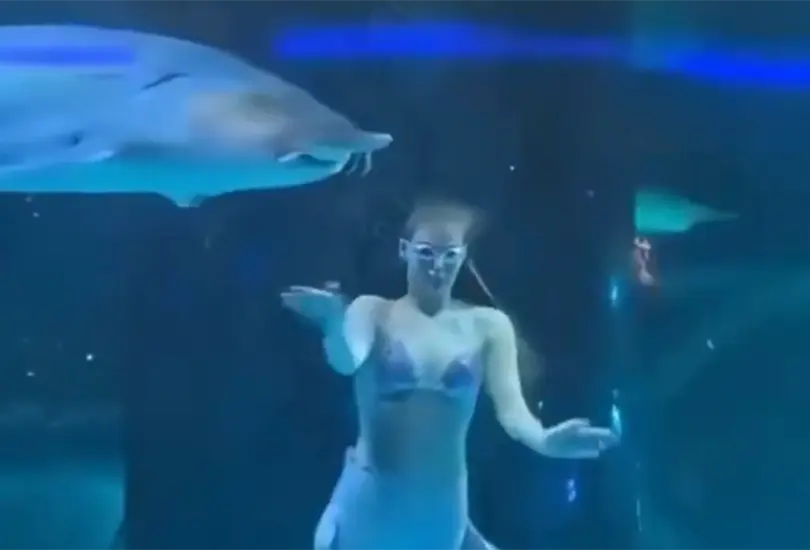 Esturi&oacute;n gigante muerde la cabeza de mujer vestida de sirena