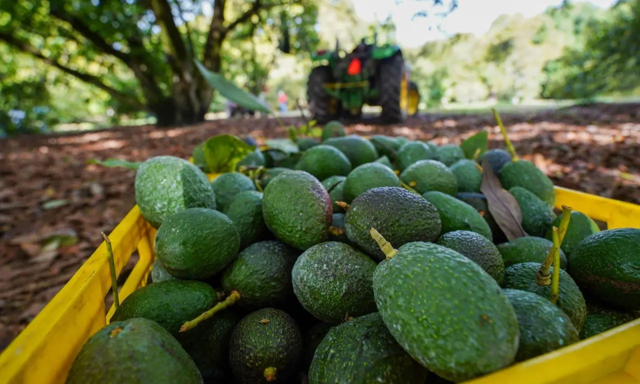  A pesar de la amenaza de aranceles de Trump, México logró exportar 110 mil toneladas de aguacate a EE.UU. 