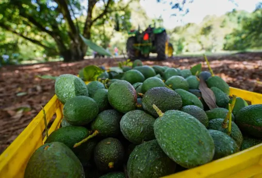 A pesar de la amenaza de aranceles de Trump, México logró exportar 110 mil toneladas de aguacate a EE.UU.