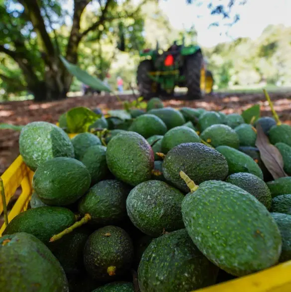 ¿Ganó México? El negocio redondo que se hace con el aguacate para el Super Bowl LIX