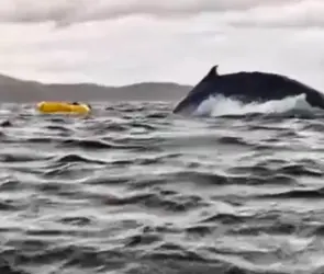 El momento exacto en el que joven es tragado por ballena frente a su padre