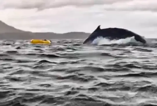 La ballena jorobada se tragó al joven.