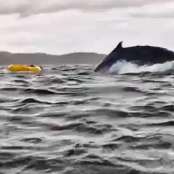 El momento exacto en el que joven es tragado por ballena frente a su padre