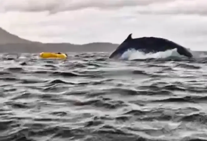 La ballena jorobada se trag&oacute; al joven.