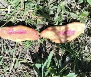 Tres menores mueren tras ingerir pan envenenado