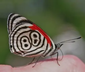 Adolescente muere trágicamente tras inyectarse restos de mariposa 
