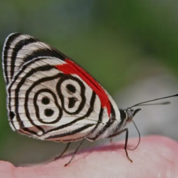 Adolescente muere trágicamente tras inyectarse restos de mariposa 