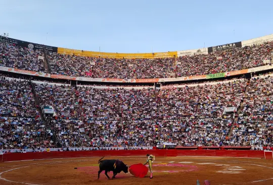 La propuesta busca que permanezca la tradición pero sin la crueldad.