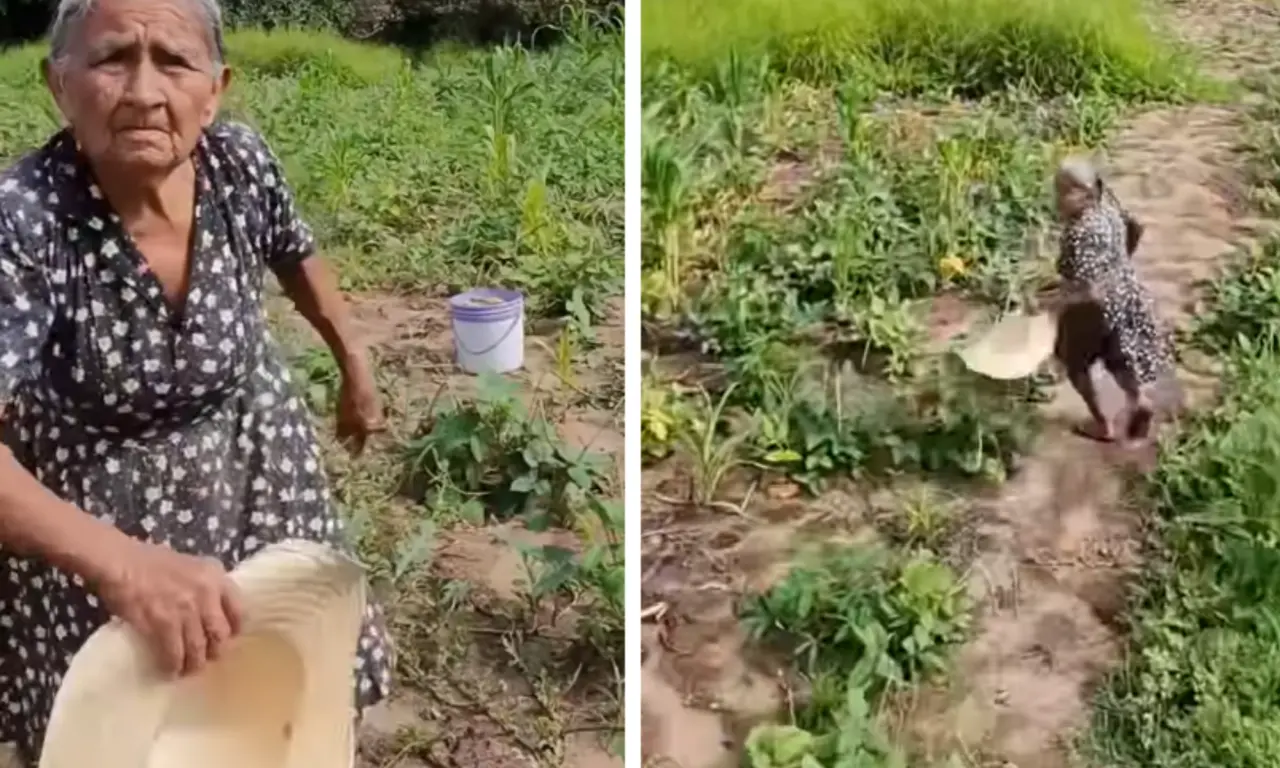  La anciana estaba tranquila cosechando sus vegetales. 