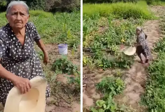 La anciana estaba tranquila cosechando sus vegetales.