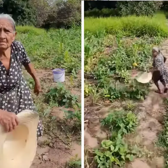 Abuelita campesina ve un dron, intenta ahuyentarlo y luego huye de él