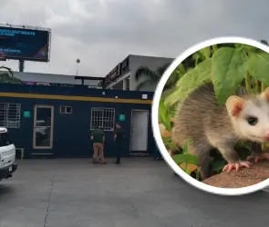 Detienen al asesino de un tlacuache en Monterrey; Samuel García pide pena máxima