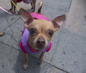 Can Fest 2025: ¿Cuándo será el festival de las mascotas en la alcaldía Cuauhtémoc?