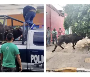 VIDEO | Toros escapan en Texcoco y desatan caos en carretera