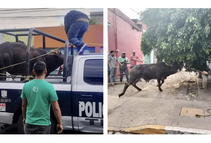 Toros escapan en Texcoco y desatan caos en carretera