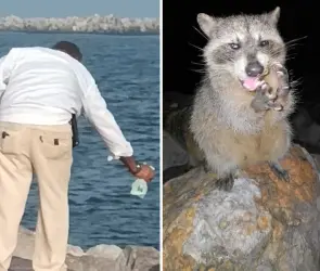 Indignación en Playa Miramar: captan a adulto mayor rociando cloro a mapaches