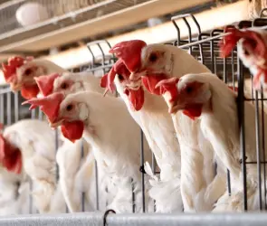 Influenza aviar H5N1 llega a México: reportan primer caso humano en una menor de 3 años