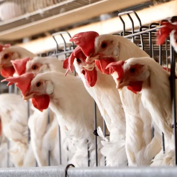 Influenza aviar H5N1 llega a México: reportan primer caso humano en una menor de 3 años