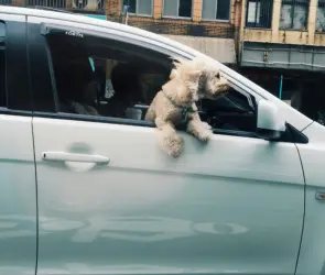¿Llevas a tu perro en el carro? Esta es la multa que deberás pagar por hacerlo