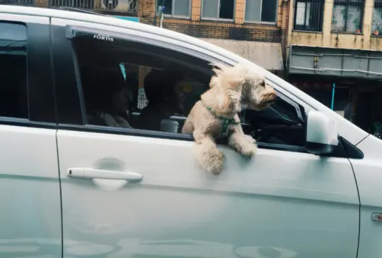 Si acostumbras llevar a tus mascotas en el auto, checa esto.