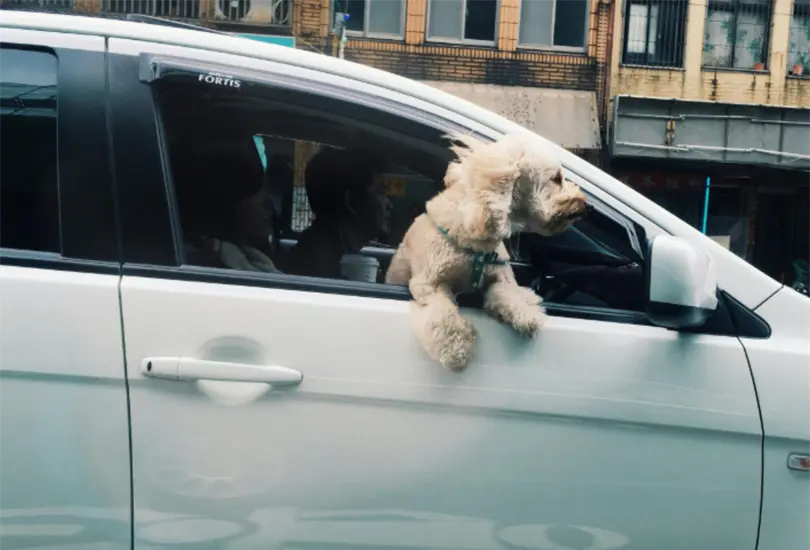 Si acostumbras llevar a tus mascotas en el auto, checa esto.