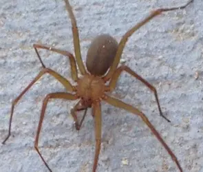 Tragedia en Guaymas: mujer muere por picadura de araña violinista