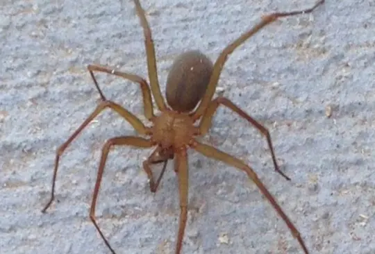 Tragedia en Guaymas: mujer muere por picadura de araña violinista Tragedia en Guaymas: mujer muere por picadura de araña violinista