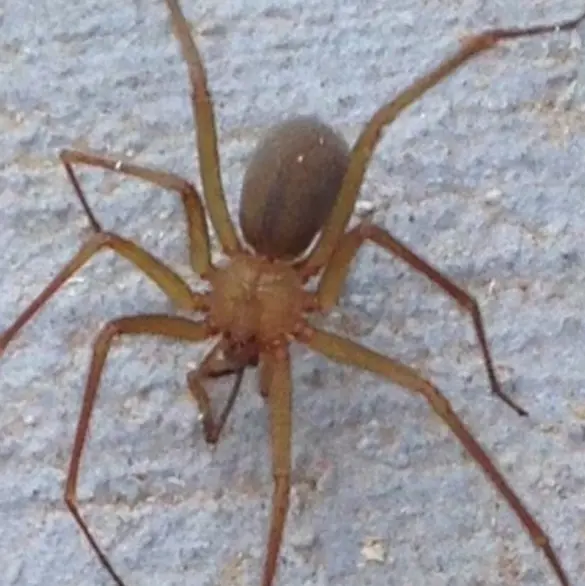 Tragedia en Guaymas: mujer muere por picadura de araña violinista