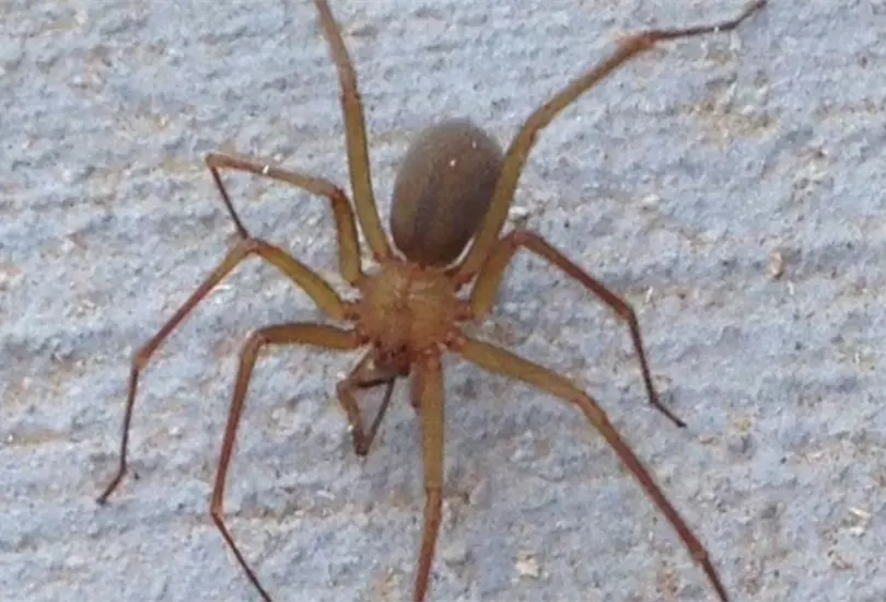 Tragedia en Guaymas: mujer muere por picadura de ara&ntilde;a violinista
