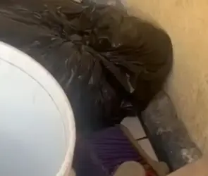 Mujer mata a cachorro metiéndolo en una bolsa con cloro