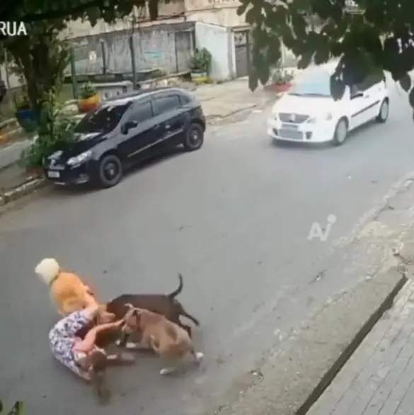 Mujer embarazada sufre caída al intentar proteger a su perro de dos canes sueltos