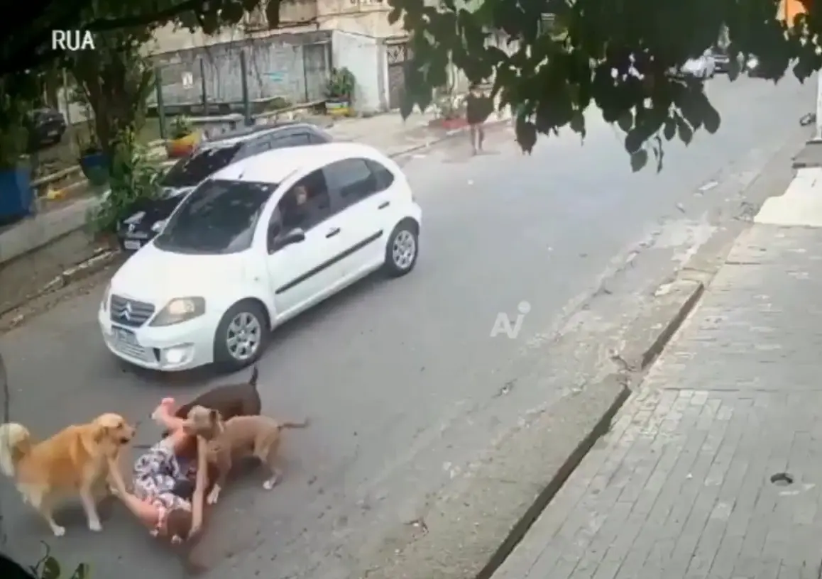 Los perros no fueron agresivos con ella. Captura de pantalla.