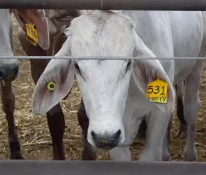 EE.UU. suspende exportación de ganado mexicano por gusano barrenador