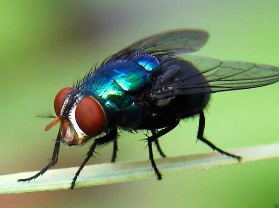 La miasis es una infección parasitaria provocada por larvas de mosca que invaden tejidos vivos. Especial.
